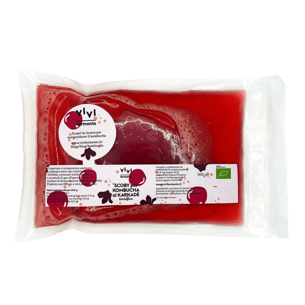 SCOBY FOR ORGANIC KOMBUCHA